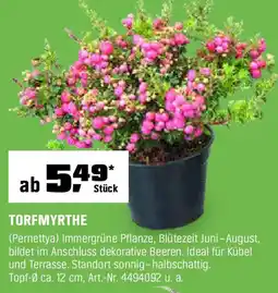 OBI Torfmyrthe Angebot