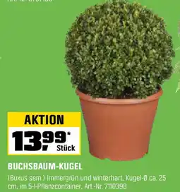 OBI Buchsbaum-kugel Angebot