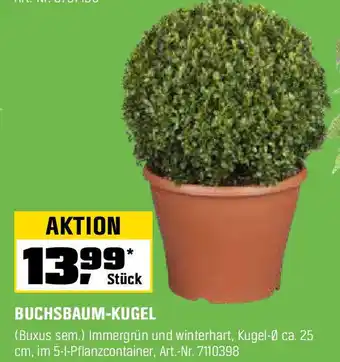 OBI Buchsbaum-kugel Angebot