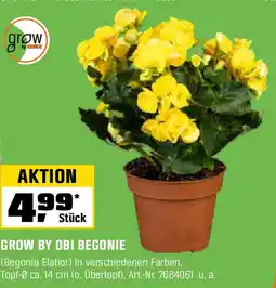 OBI Grow by obi begonie Angebot