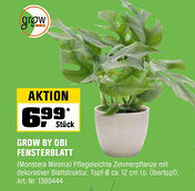 OBI Grow by obi fensterblatt Angebot