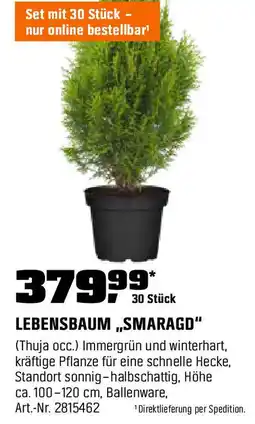 OBI Lebensbaum smaragd Angebot
