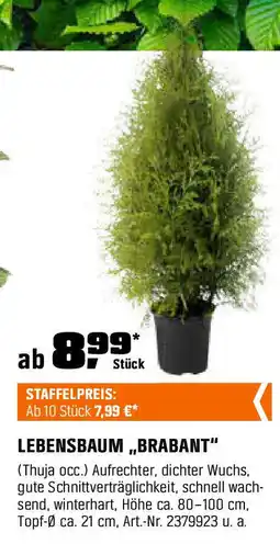 OBI Lebensbaum brabant Angebot