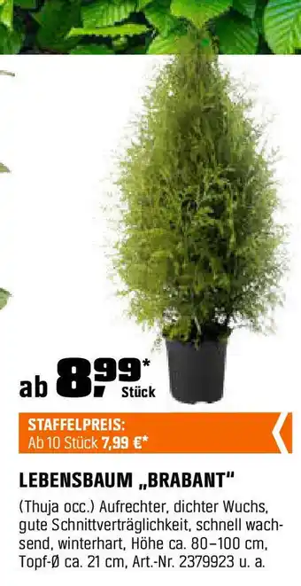 OBI Lebensbaum brabant Angebot