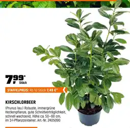 OBI Kirschlorbeer Angebot