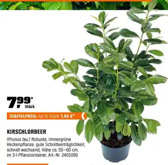 OBI Kirschlorbeer Angebot