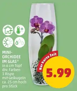 PENNY Mini orchidee im glas Angebot
