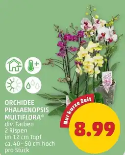 PENNY Orchidee phalaenopsis multiflora Angebot