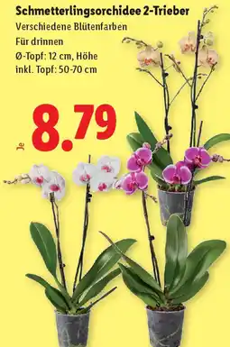 Lidl Schmetterlingsorchidee 2-trieber Angebot