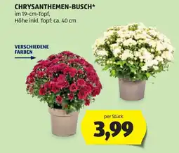 Hofer Chrysanthemen busch Angebot