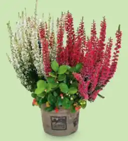 Hofer Callune Calberries Angebot