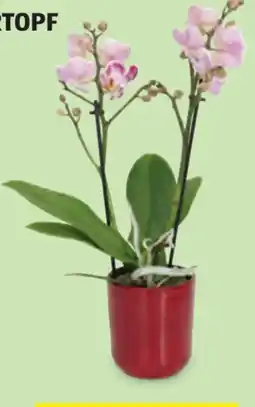 Hofer Midi-Orchidee Angebot