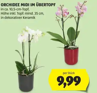 Hofer Orchidee midi im übertopf Angebot