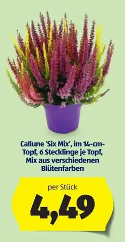 Hofer Callune Six Mix Angebot
