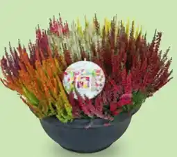 Hofer Callunen-Schale Mosaica Angebot