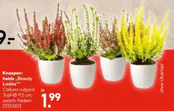 Hellweg Plantiflor Knospenheide Beauty Ladies Topf Durchmesser Angebot