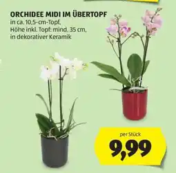 Hofer ORCHIDEE MIDI IM ÜBERTOPF Angebot