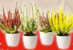Hellweg Plantiflor Knospenheide Beauty Ladies Angebot
