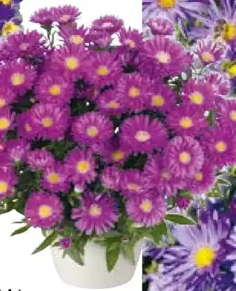 Hellweg Plantiflor Herbst-Aster Angebot