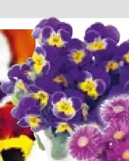 Hellweg Plantiflor Hornveilchen Angebot