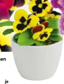 Hellweg Plantiflor Stiefmütterchen Angebot