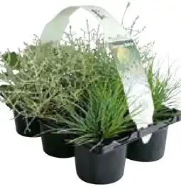 Hellweg Plantiflor Herbstpflanzen Silberner Herbst Angebot