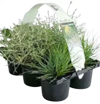 Hellweg Plantiflor Herbstpflanzen Silberner Herbst Angebot