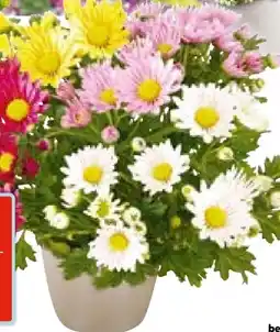 Hellweg Plantiflor Chrysantheme T13 Angebot