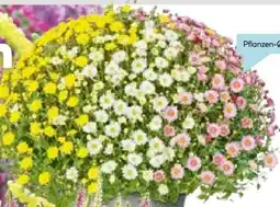 Hellweg Plantiflor Chrysanthemen-Busch Trio Angebot