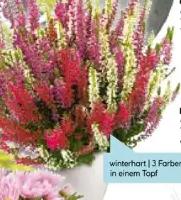 Hellweg Plantiflor Knospenheide Beauty Ladies Trio Angebot