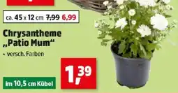 Thomas Philipps Chrysantheme Patio Mum Angebot