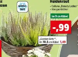 Thomas Philipps Heidekraut Angebot