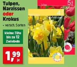 Thomas Philipps Tulpen, Narzissen oder Krokus Angebot
