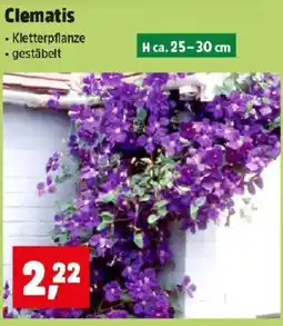 Thomas Philipps Clematis Angebot
