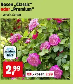 Thomas Philipps Rosen Classic oder Premium Angebot