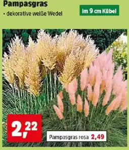 Thomas Philipps Pampasgras Angebot