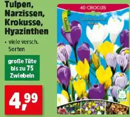 Thomas Philipps Tulpen, Narzissen, Krokusse, Hyazinthen Angebot