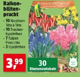 Thomas Philipps Balkon- blüten- pracht Angebot