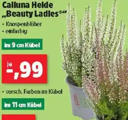 Thomas Philipps Calluna Helde ,,Beauty Ladles Angebot