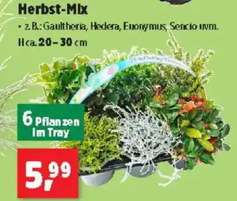 Thomas Philipps Herbst-Mix Angebot