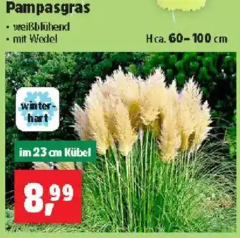 Thomas Philipps Pampasgras Angebot