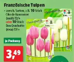 Thomas Philipps Französische Tulpen Angebot