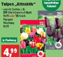 Thomas Philipps Tulpen Attraktly Angebot