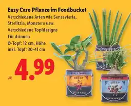 Lidl Pflanze Easy Care Angebot