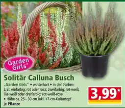 Norma Solitär Calluna Busch Angebot