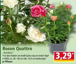 Norma Rosen Quattro Angebot