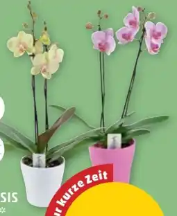 PENNY Orchideen Phalaenopsis Angebot