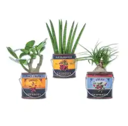 Lidl Easy Care Pflanze im Foodbucket versch. Arten Lidl Angebot