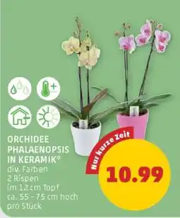 PENNY Orchidee phalaenopsis in keramik Angebot
