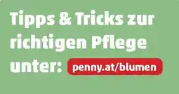 PENNY penny.at/blumen Angebot